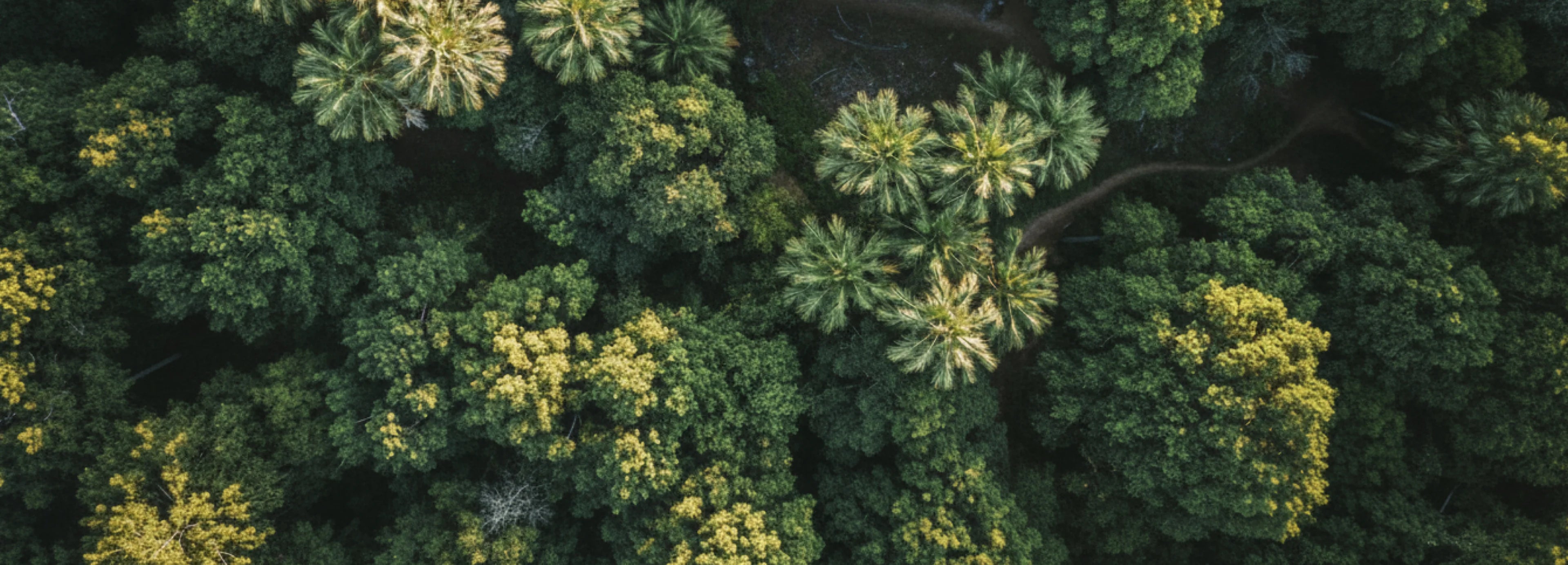由空中向地面俯視角拍攝樹林茂密的畫面，一群樹木樹立於大地上