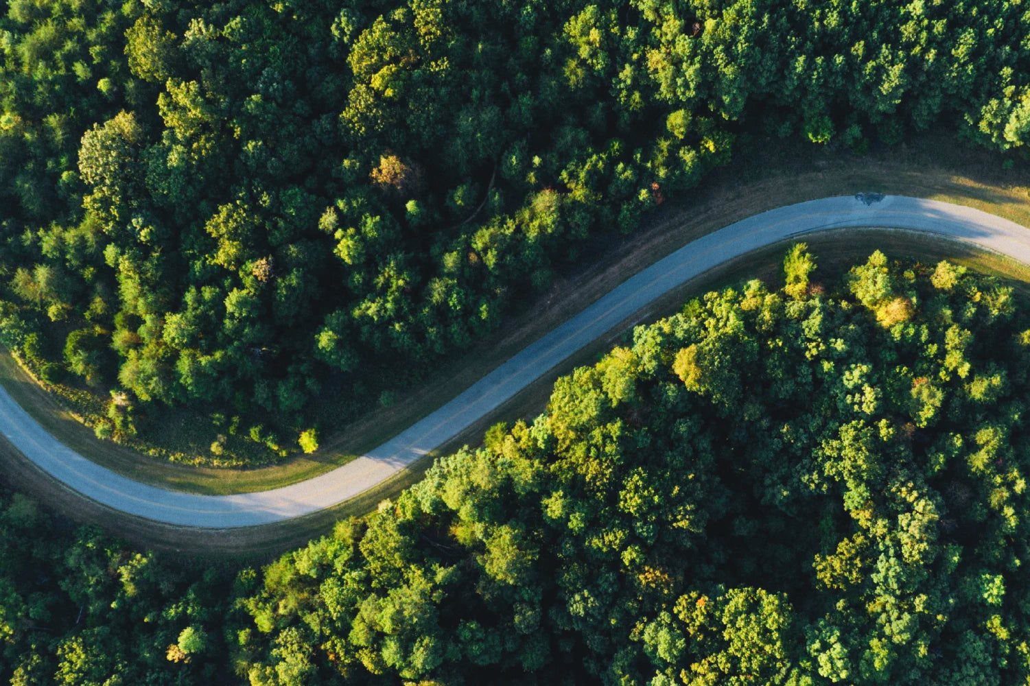 畫面顯示一條道路穿越在綠意盎然的森林群中。